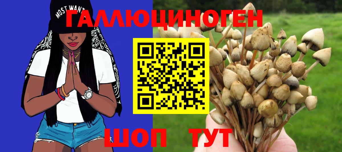 Галлюциногенные грибы Psilocybine cubensis Азов